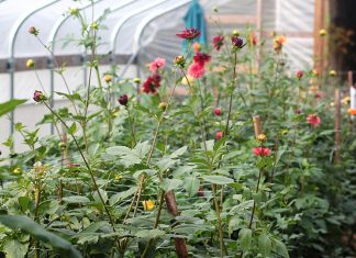 Công văn 3650/QLD/ĐK năm 2018