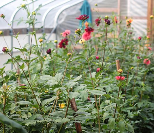 Công văn 3650/QLD/ĐK năm 2018