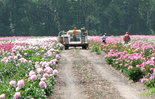 Quyết định 1619/QĐ-BYT năm 2018