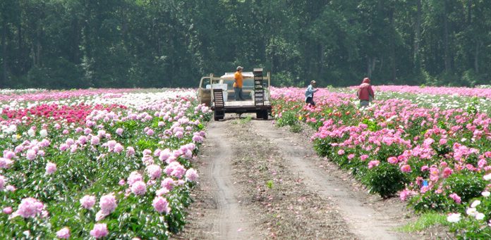 Quyết định 1619/QĐ-BYT năm 2018