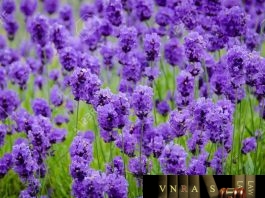 Công văn 250/KH-BYT năm 2018