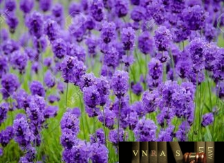 Công văn 701/BHXH-CSYT năm 2018 thanh toán chi phí dịch vụ kỹ thuật thực hiện bằng máy mượn hoặc đặt máy