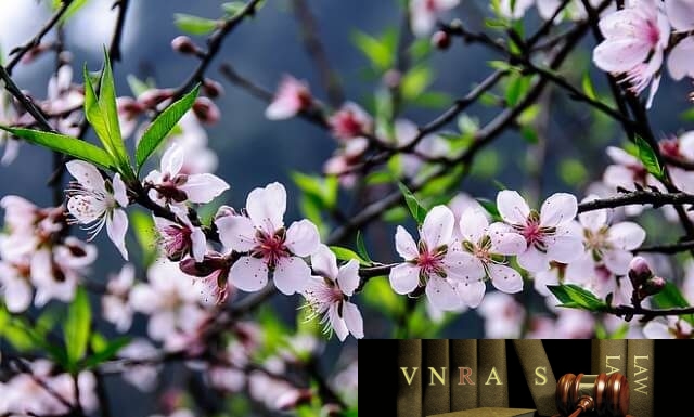 Quyết định 156/QĐ-QLD năm 2018