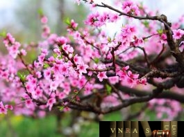 Công văn 4111/QLD-ĐK năm 2018