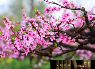 Công văn 4111/QLD-ĐK năm 2018 đính chính danh mục nguyên liệu làm thuốc Công văn 4111/QLD-ĐK năm 2018