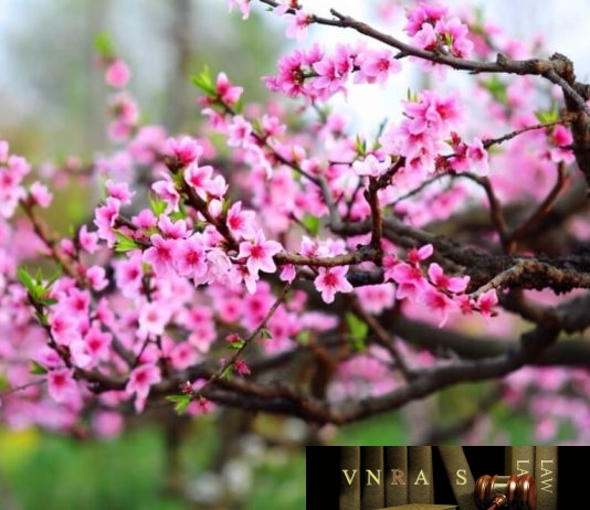 Công văn 4111/QLD-ĐK năm 2018
