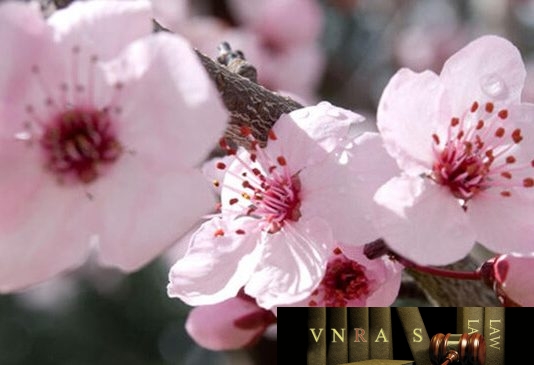 Quyết định 6111/QĐ-BYT năm 2018