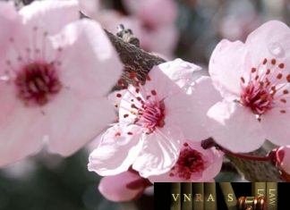 Công văn 4112/QLD-ĐK năm 2018 công bố danh mục nguyên liệu Công văn 4112/QLD-ĐK năm 2018