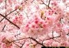Công văn 804/BHXH-CSYT hướng dẫn thực hiện dự toán chi KCB BHYT năm 2018