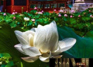 công văn 4366/QLD-ĐK đính chính danh mục NLLT phải cấp GPNK
