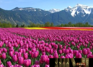 Công văn 4367 /QLD-ĐK công bố danh mục NLLT không cần cấp GPNK