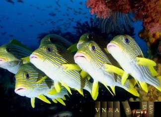 Công văn 4786/QLD-ĐK công bố danh mục NLLT cần thực hiện cấp GPNK