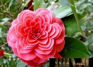 Công văn 4202/QLD-ĐK công bố danh mục NLLT