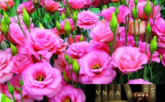 Công văn 4199/QLD-ĐK đính chính danh mục NLLT