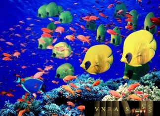 Công văn 4701/QLD-ĐK công bố danh mục NLDC không cần GPNK