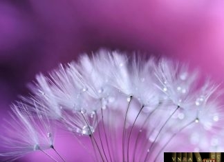 Công văn 6030/QLD-ĐK năm 2018 danh mục NL làm thuốc cần GPNK Công văn 6030/QLD-ĐK năm 2018