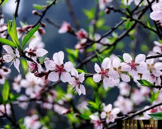 Dược điển Nhật 17