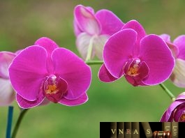 Công văn Số 606/QĐ-BYT Ban hành Chương trình hành động của Bộ Y tế triển khai thực hiện Nghị quyết Hội nghị lần thứ V của Ban Chấp hành Trung ương Đảng khóa XII