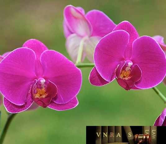 Công văn Số 606/QĐ-BYT Ban hành Chương trình hành động của Bộ Y tế triển khai thực hiện Nghị quyết Hội nghị lần thứ V của Ban Chấp hành Trung ương Đảng khóa XII