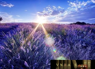 Công văn 4862 công bố danh mục NLLT được nhập khẩu không cần GP