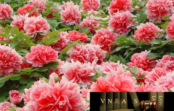 Công văn 5244/QLĐ-ĐK công bố danh mục NLLT nhập khẩu không phải cấp phép nhập khẩu của thuốc trong nước