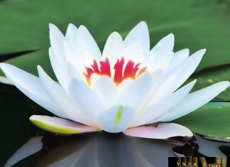 Công văn 6512/QLD-ĐK năm 2018