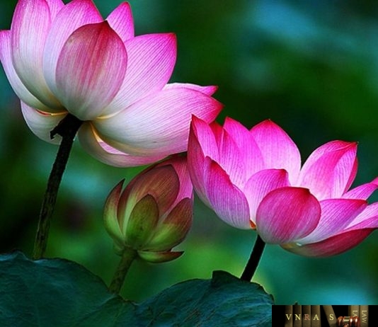 Công văn 7236/QLD-CL năm 2018