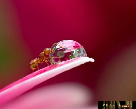 Công văn 253/QĐ-QLD ban hành danh mục thuốc được cấp số đăng kí - Đợt 161