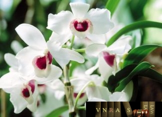 Quyết định 183/QĐ-QLD năm 2018 ban hành danh mục 01 thuốc đợt 160 bổ sung Quyết định 183/QĐ-QLD năm 2018