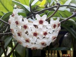 Công văn 138/CNTT/TTUD giới thiệu phần mềm tra cứu danh mục bệnh theo IDC10