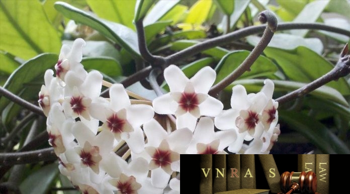 Công văn 138/CNTT/TTUD giới thiệu phần mềm tra cứu danh mục bệnh theo IDC10