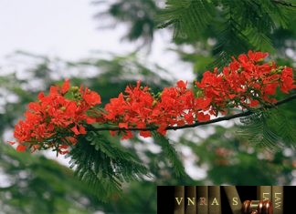 Công văn 4864/QLD-ĐK công bố danh mục NLLT phải kiểm soát đặc biệt và thực hiện cấp phép nhập khẩu của thuốc trong nước.