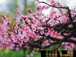 Công văn 123/TB-VPCP thông báo kết luận của Phó Thủ Tướng