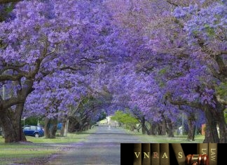 Công văn 4863/QLD-ĐK công bố danh mục NLLT phải thực hiện cấp phép nhập khẩu của thuốc trong nước Công văn 4863/QLD-ĐK công bố danh mục NLLT phải cấp phép NK