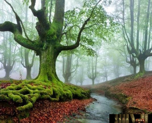 Thông tư 05/2018/TT-BYT ban hành danh mục thực phẩm, phụ gia thực phẩm, các chất hỗ trợ chế biến