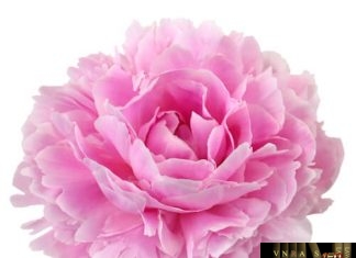 Công văn 8241/QLD-ĐK Danh mục nguyên liệu phải thực hiện cấp phép NK