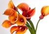 Công văn 8244/QLD-ĐK Danh mục nguyên liệu phải thực hiện cấp phép NK