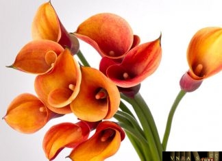 Công văn 8244/QLD-ĐK Danh mục nguyên liệu phải thực hiện cấp phép NK