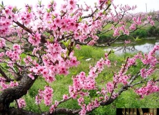 Thông tư 07/2018/TT-BYT quy định chi tiết một số điều về kinh doanh dược của Luật dược và Nghị định số 54/2017/NĐ-CP Thông tư 07/2018/TT-BYT