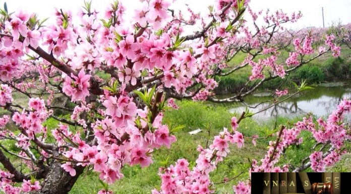 Thông tư 07/2018/TT-BYT quy định chi tiết một số điều về kinh doanh dược của Luật dược và Nghị định số 54/2017/NĐ-CP Thông tư 07/2018/TT-BYT