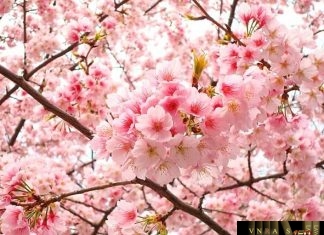 thông tư 06/2018/TT-BYT