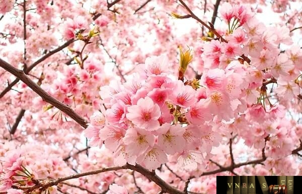 thông tư 06/2018/TT-BYT