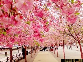 nhập khẩu than hoạt tính