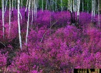 Danh sách cơ sở được cấp GCNĐĐKKDD phạm vi xuất, nhập khẩu Danh sách cơ sở được cấp GCNĐĐKKDD phạm vi xuất, nhập khẩu