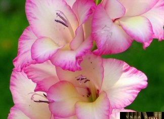 Công văn 10155/QLD-ĐK năm 2018