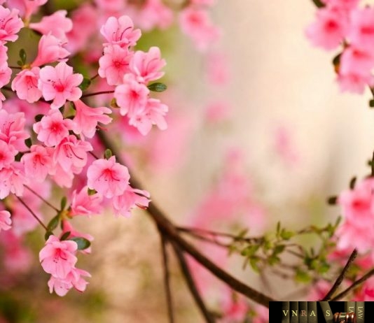 Công văn 10395/QLD-ĐK năm 2018