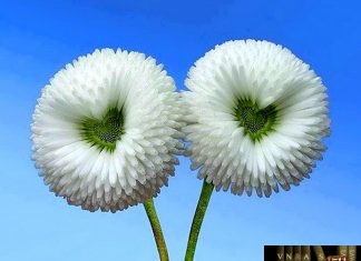 Công văn 10534/QLD-KD HD hồ sơ đề nghị cấp GCN ĐĐKKDD và GPs Công văn 10534/QLD-KD