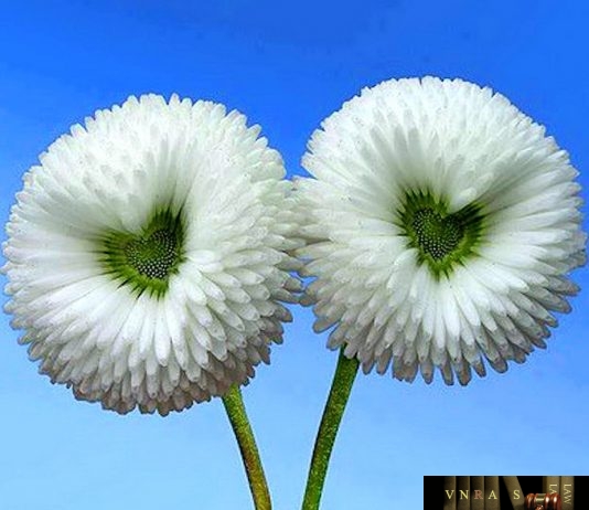 Công văn 10534/QLD-KD