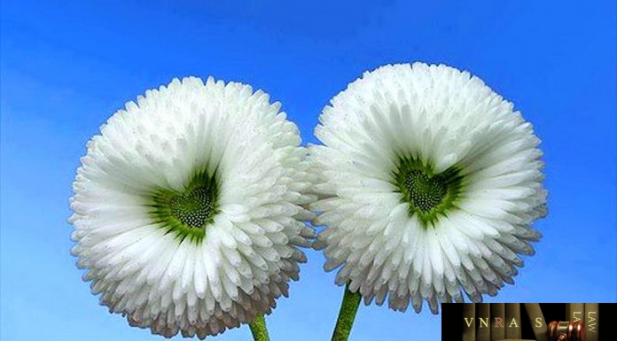 Công văn 10534/QLD-KD