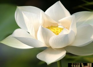 Công văn 1882/BHXH-CSYT năm 2018 tăng cường giám định BHYT Công văn 1882/BHXH-CSYT năm 2018